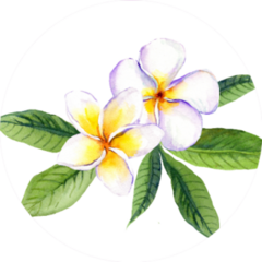 Frangipani Plumeria Flowers With Leaves Watercolor Sticker