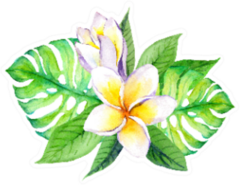 Frangipani Plumeria Flowers With Tropical Monstera Leaves Sticker