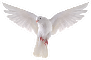 Free Flying White Dove Isolated On A White Background Sticker