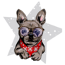 French Bulldog A Star Sticker