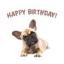 French Bulldog Breed Happy Birthday Sticker