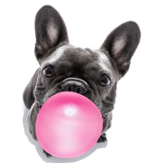 French Bulldog Gum Bubble Sticker