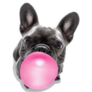 French Bulldog Gum Bubble Sticker