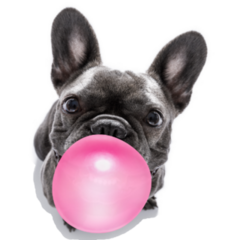 French Bulldog Gum Bubble Sticker