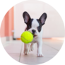 French Bulldog Puppy Playing With Tennis Ball Sticker