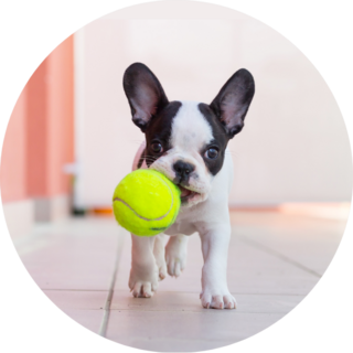 French Bulldog Puppy Playing With Tennis Ball Sticker