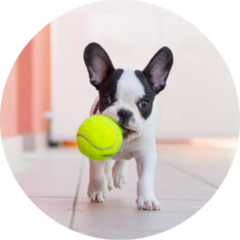 French Bulldog Puppy Playing With Tennis Ball Sticker