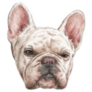 French Bulldog Scrunch Face Sticker