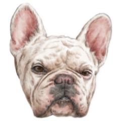 French Bulldog Scrunch Face Sticker
