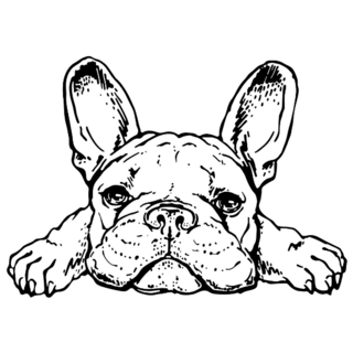 French Bulldog Sketch Sticker