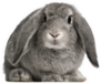 French Lop Rabbit, 2 Months Old Sticker