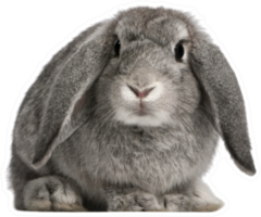 French Lop Rabbit, 2 Months Old Sticker