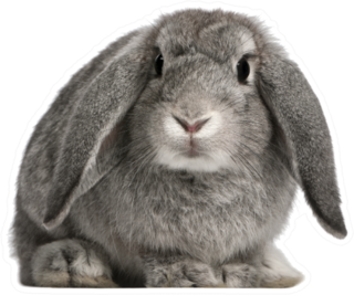 French Lop Rabbit, 2 Months Old Sticker