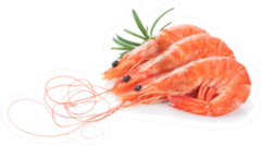 Fresh Cooked Shrimp Sticker