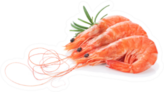 Fresh Cooked Shrimp Sticker