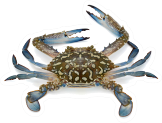 Fresh Crab In Blue Isolated On White Sticker