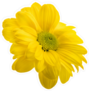 Fresh Daisy Chamomile Sticker