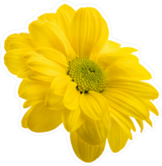 Fresh Daisy Chamomile Sticker