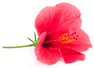 Fresh Hibiscus Flower Sticker