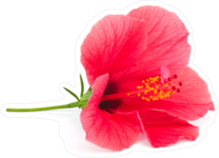 Fresh Hibiscus Flower Sticker