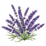 Fresh Lavender Sticker