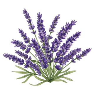 Fresh Lavender Sticker