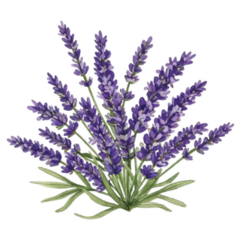 Fresh Lavender Sticker