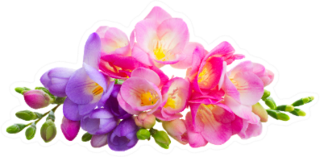 Fresh Pink And Blue Freesia Flowers Florist Sticker
