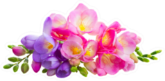 Fresh Pink And Blue Freesia Flowers Florist Sticker