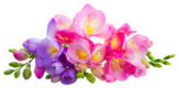 Fresh Pink And Blue Freesia Flowers Florist Sticker