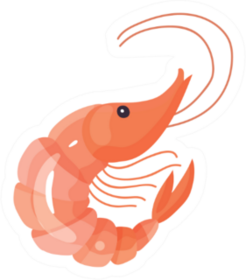 Fresh Prawns Shrimp Illustration Sticker