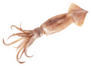 Fresh Squid Isolated On White Background Sticker