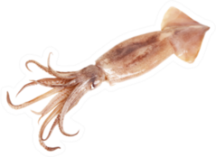 Fresh Squid Isolated On White Background Sticker
