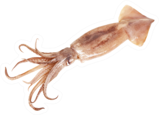 Fresh Squid Isolated On White Background Sticker