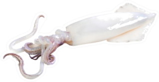 Fresh Squid On Isolated White Background Sticker
