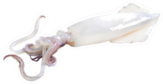 Fresh Squid On Isolated White Background Sticker