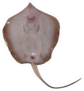 Fresh Stingray Fish Sticker