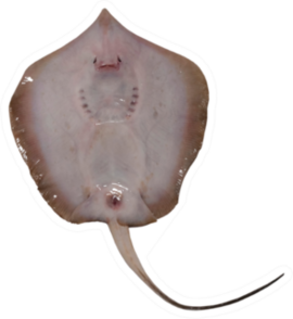 Fresh Stingray Fish Sticker