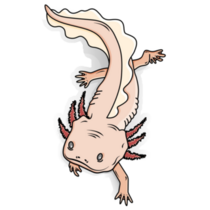 Friendly Cartoon Axolotl Sticker