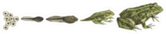 Frog Metamorphosis. 5 Stages Of Frogs Life Cycle Sticker