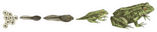 Frog Metamorphosis. 5 Stages Of Frogs Life Cycle Sticker