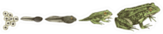 Frog Metamorphosis. 5 Stages Of Frogs Life Cycle Sticker