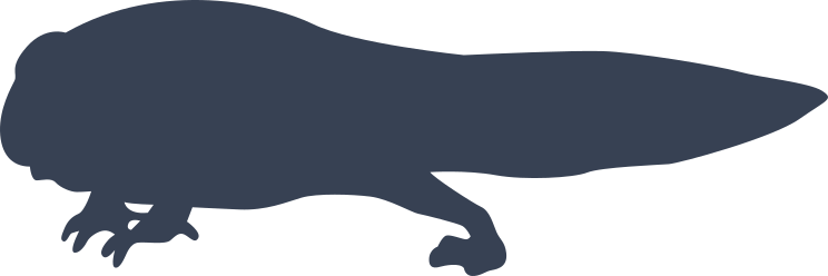 Frog Toad  Tadpole Sticker