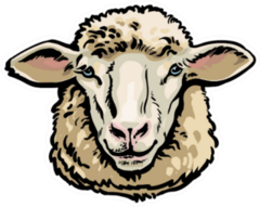 Front View Sketch Style Portrait Sheep Sticker