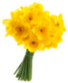 Full Bouquet Of Yellow Daffodils Sticker