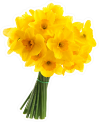 Full Bouquet Of Yellow Daffodils Sticker