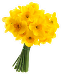 Full Bouquet Of Yellow Daffodils Sticker
