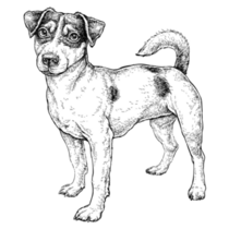 Full Jack Russell Sticker