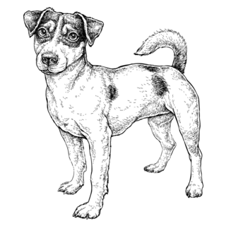 Full Jack Russell Sticker