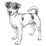 Full Jack Russell Sticker